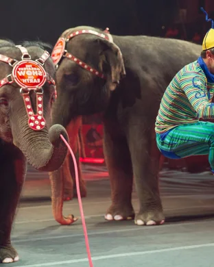 Ringling Bros. and Barnum & Bailey Circus Detroit